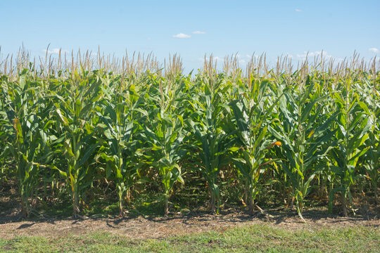 ESTADO DE LOS CULTIVOS DE VERANO