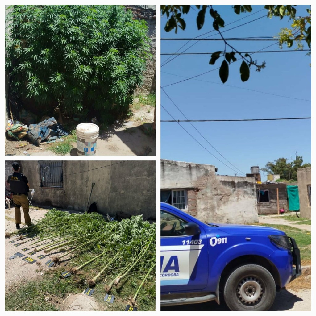 VIOLENCIA FAMILIAR, FUGA Y SECUESTRO DE CANNABIS