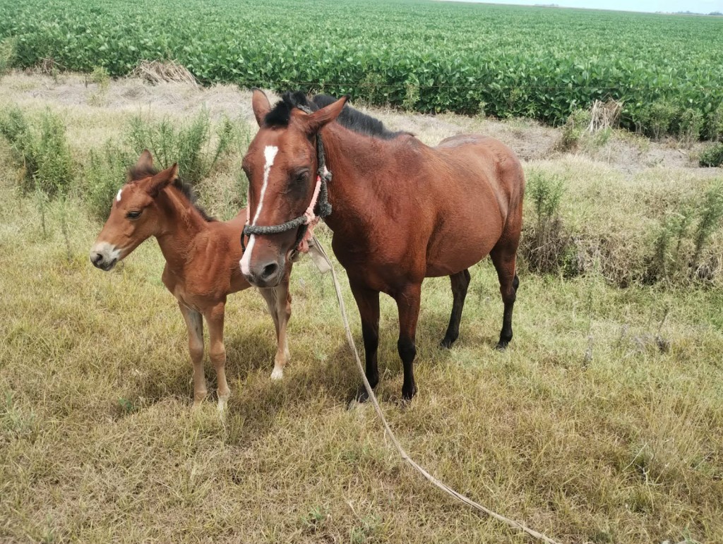 LOS SURGENTES: RECUPERAN CABALLO Y POTRILLO ROBADOS
