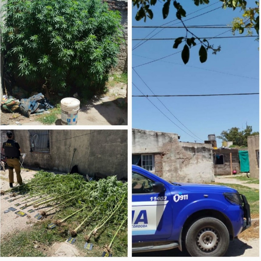 VIOLENCIA FAMILIAR, FUGA Y SECUESTRO DE CANNABIS