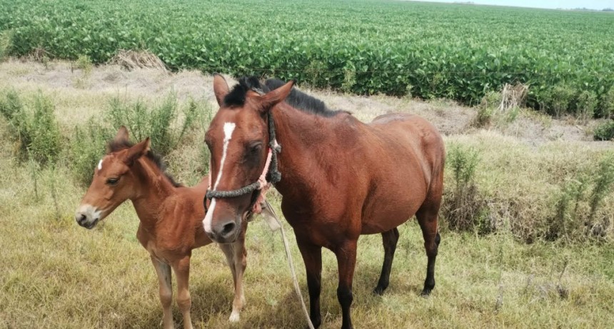 LOS SURGENTES: RECUPERAN CABALLO Y POTRILLO ROBADOS