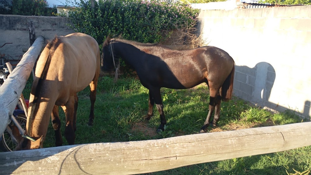 DOS CABALLOS AL CORRAL DE LA COMISARÍA