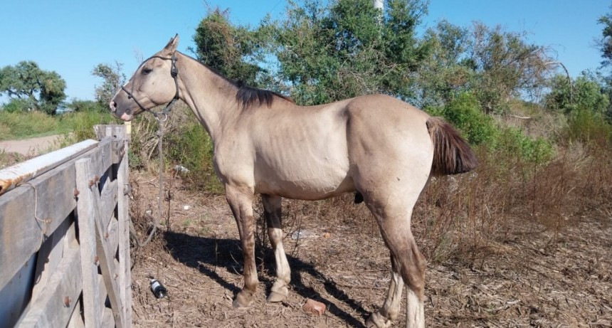 BELL VILLE: CABALLO EN LA VÍA PÚBLICA