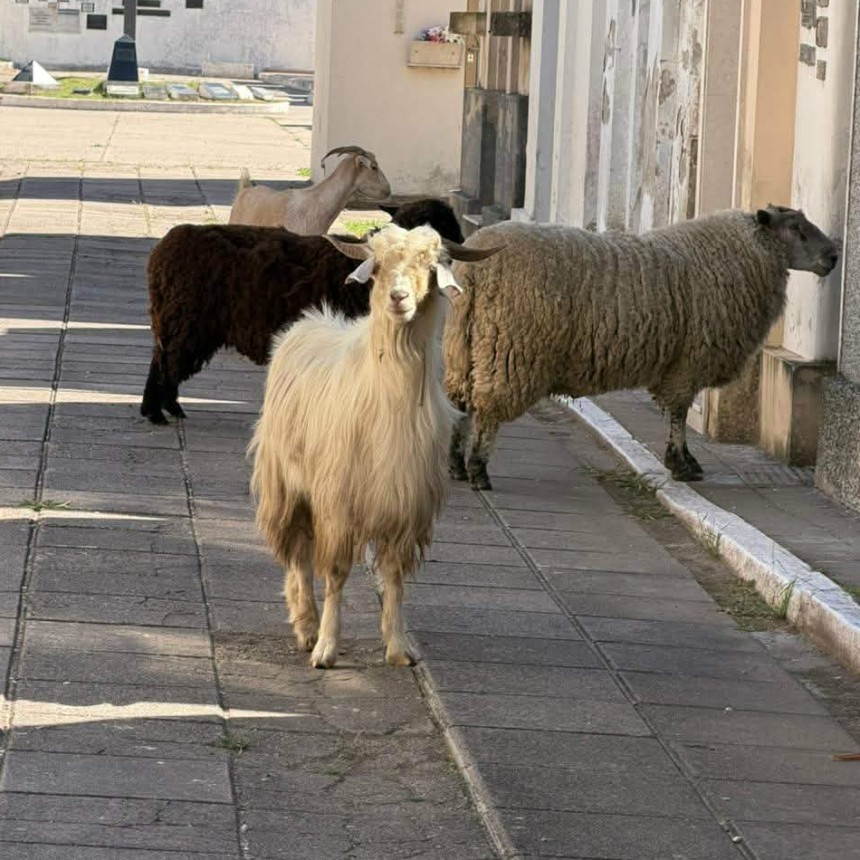 OVEJAS Y CABRAS EN EL CEMENTERIO