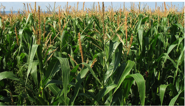 ENTRE BUENOS RINDES Y DESAF&Iacute;OS ECON&Oacute;MICOS