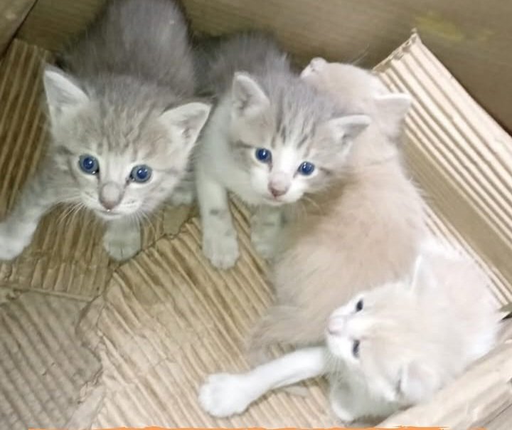 PROTECCIONISTAS EN LUCHA CON LA SOBREPOBLACI&Oacute;N FELINA