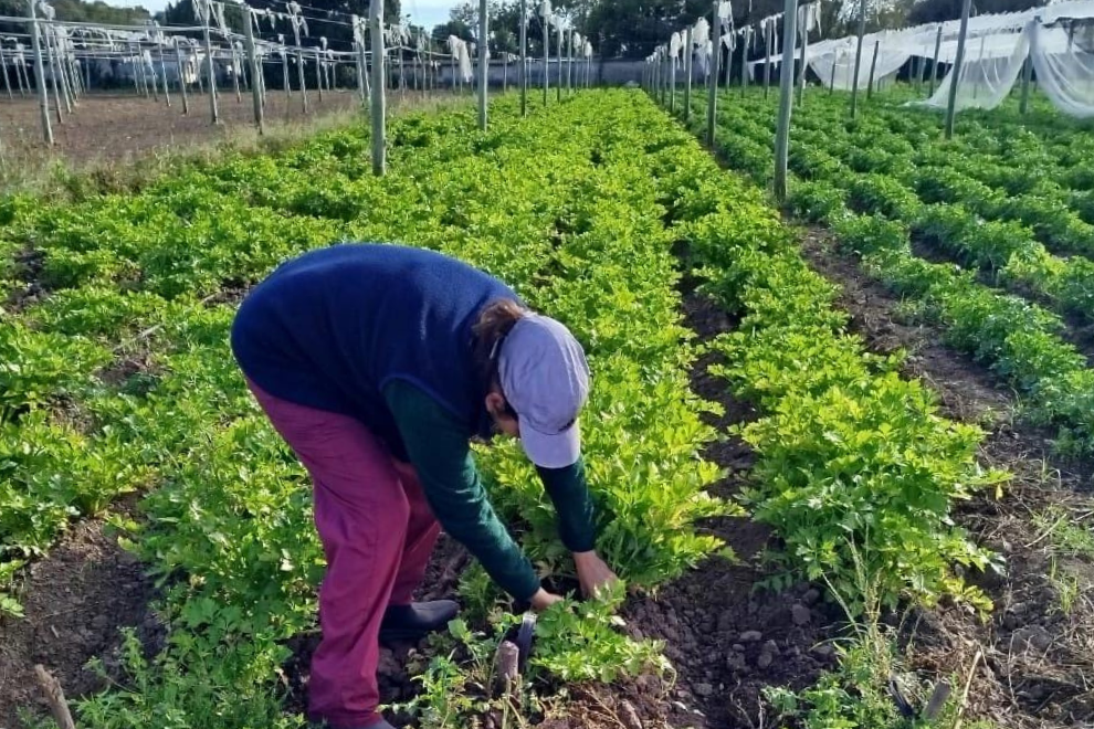 IMPULSO A LA SOBERAN&Iacute;A ALIMENTARIA