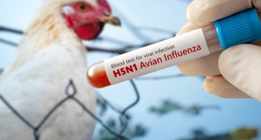 CASOS DE GRIPE AVIAR EN ALEJO LEDESMA