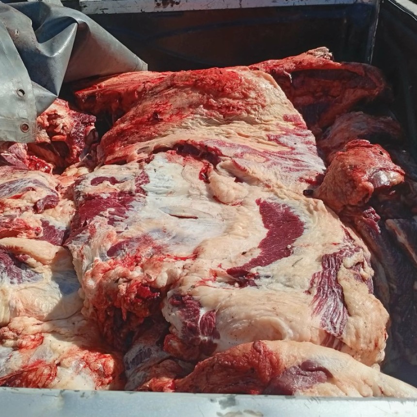 APREHENSI&Oacute;N POR FAENAMIENTO CLANDESTINO