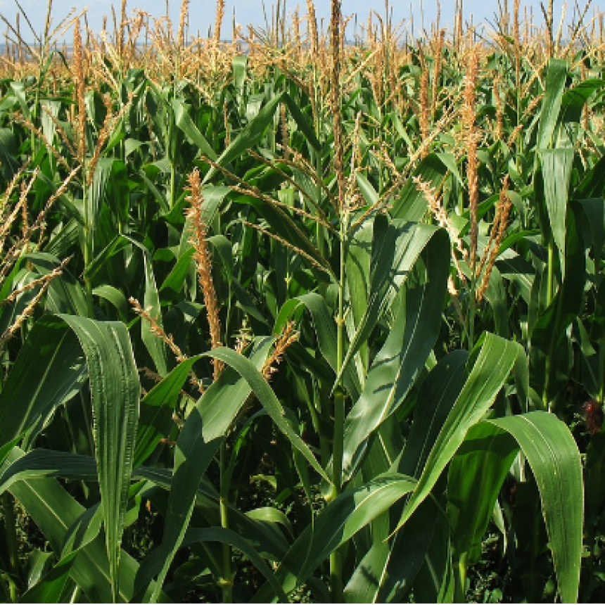 ENTRE BUENOS RINDES Y DESAF&Iacute;OS ECON&Oacute;MICOS