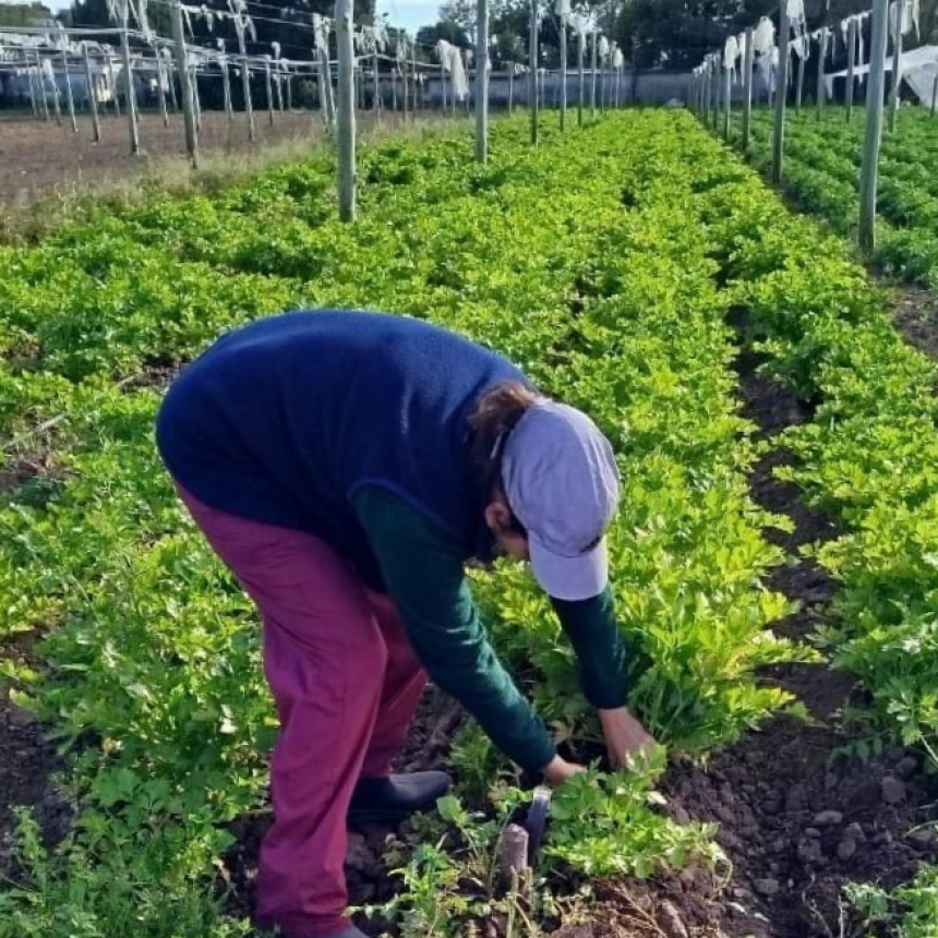 IMPULSO A LA SOBERAN&Iacute;A ALIMENTARIA