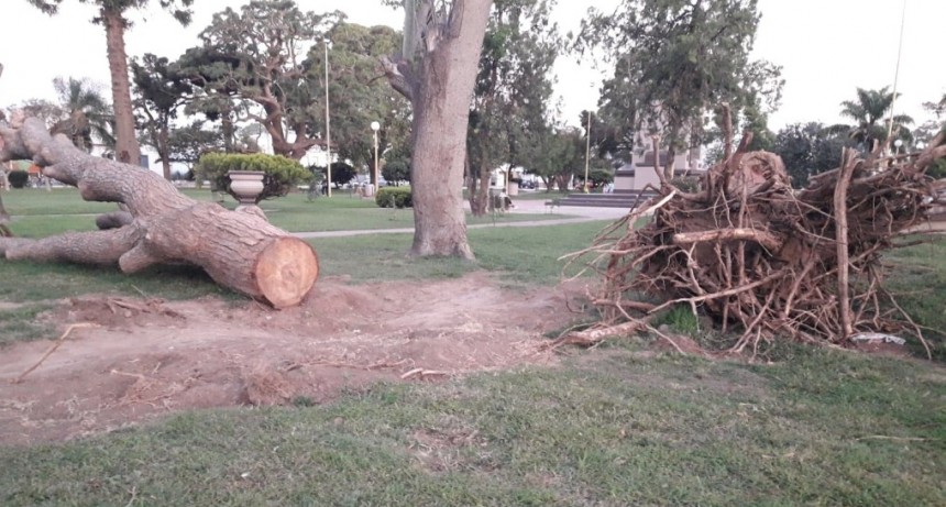 NO SACARÁN ÁRBOL CENTENARIO DERRIBADO POR TORNADO