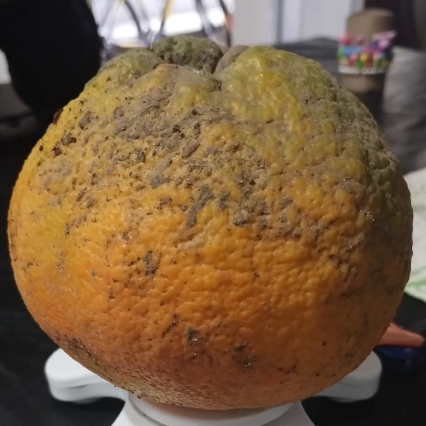 FLOR DE NARANJA PARA SACARLE EL JUGO