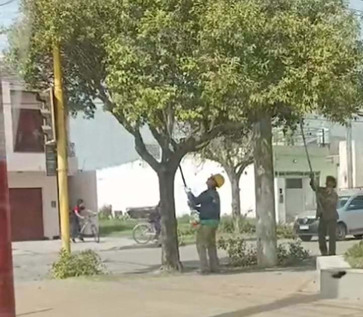 EL MUNICIPIO REGULA LA PODA EN EL ESPACIO P&Uacute;BLICO