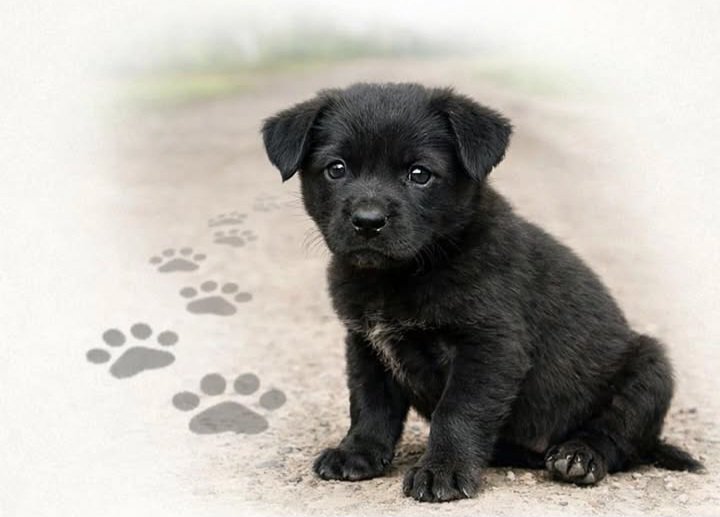 LA CASTRACI&Oacute;N DE MASCOTAS  COMO COMPROMISO SOCIAL