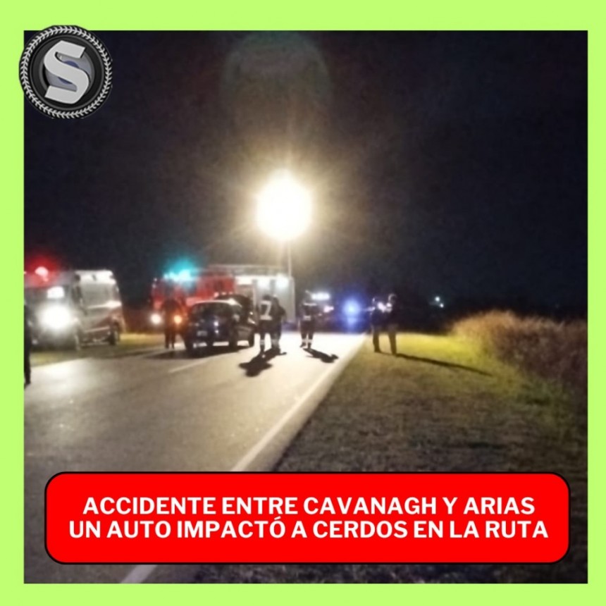 AUTOMOVILISTA CHOCÓ CON CERDOS EN LA RUTA 12