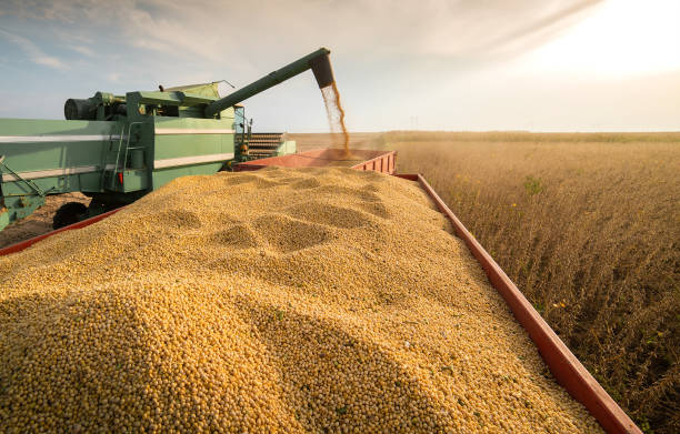 RADIOGRAF&Iacute;A DEL CAMPO EN LA REGI&Oacute;N: COSECHA GRUESA