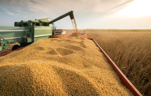 RADIOGRAF&Iacute;A DEL CAMPO EN LA REGI&Oacute;N: COSECHA GRUESA