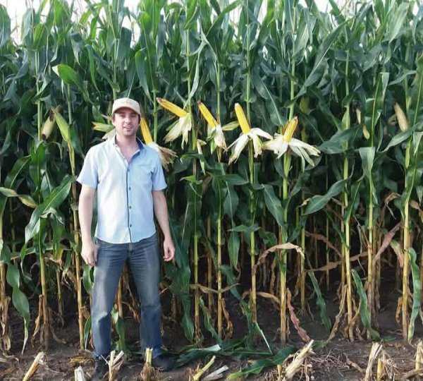 LA COSECHA DE GRANO GRUESA ES BUENA