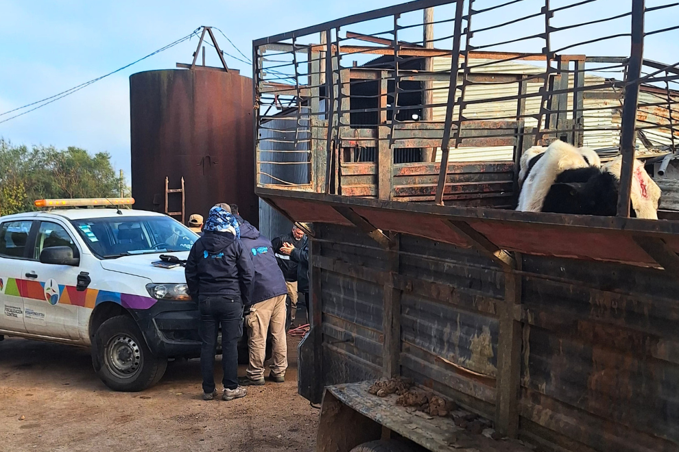 FAENA CLANDESTINA EN DEPARTAMENTO SAN MARTIN