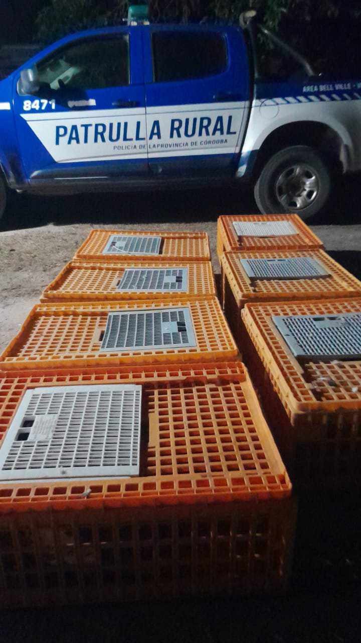 CINTRA: INCAUTARON Y LIBERARON 250 PALOMAS