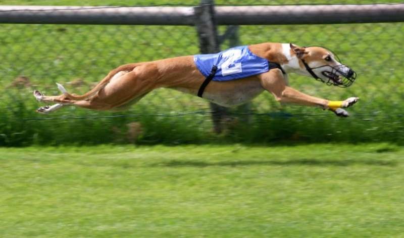 DESMIENTEN QUE SE HAGAN CARRERAS DE GALGOS EN POSSE
