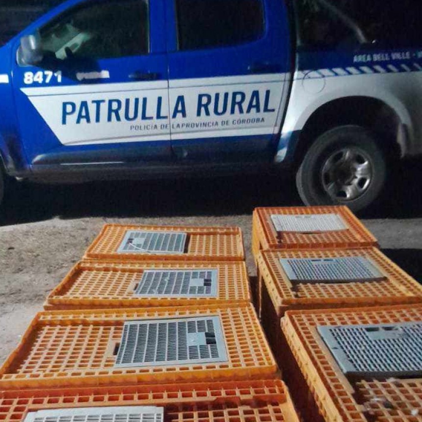 CINTRA: INCAUTARON Y LIBERARON 250 PALOMAS