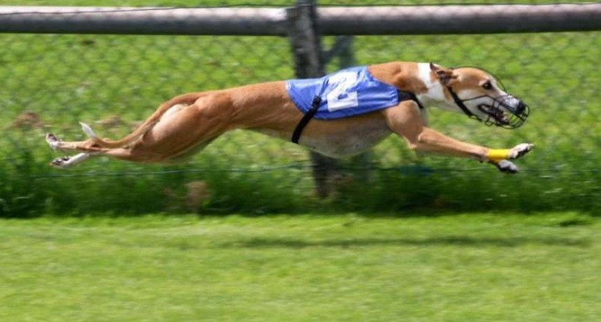 DESMIENTEN QUE SE HAGAN CARRERAS DE GALGOS EN POSSE