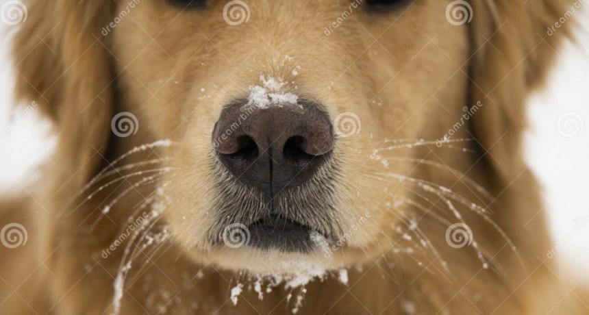 FRÍO COMO NARÍZ DE PERRO