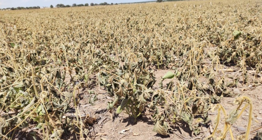 EL GOBIERNO PRORROGÓ LA EMERGENCIA AGROPECUARIA