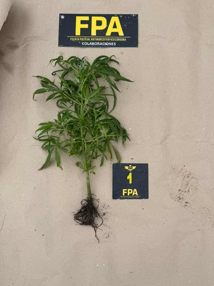 SECUESTRO DE PLANTA DE MARIHUANA EN SITIO BALDÍO