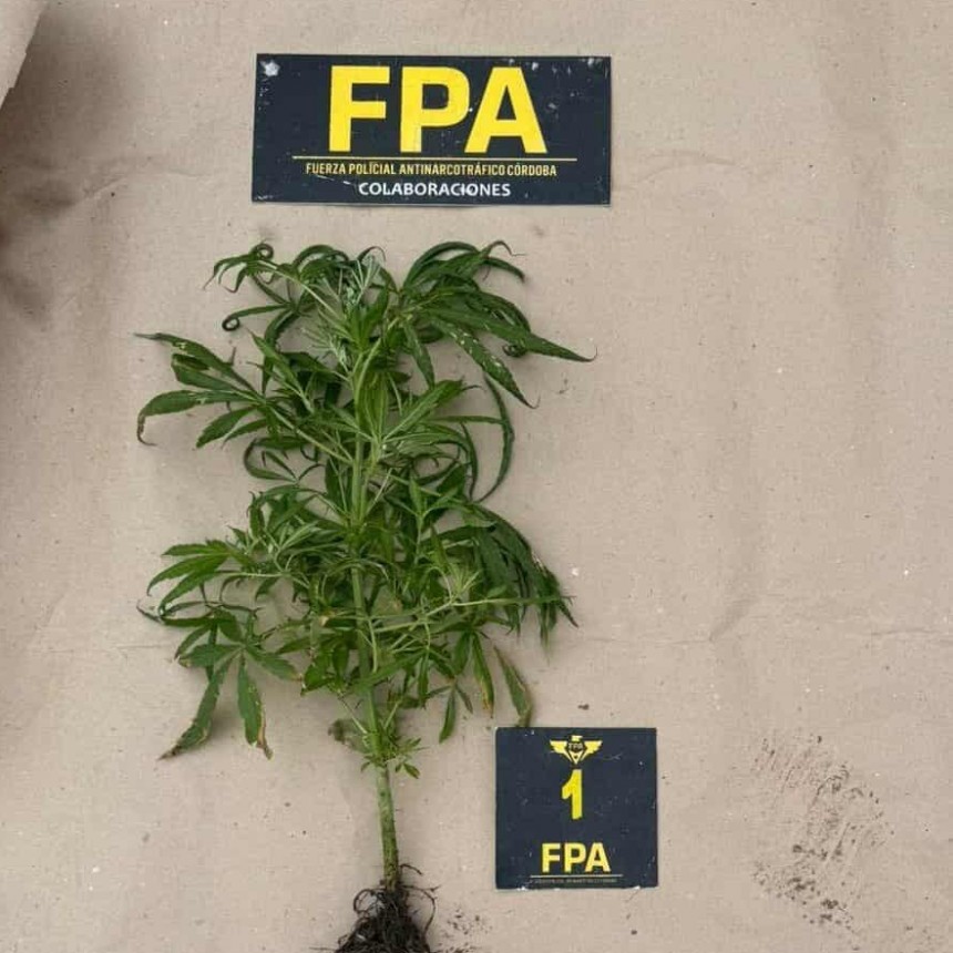 SECUESTRO DE PLANTA DE MARIHUANA EN SITIO BALDÍO