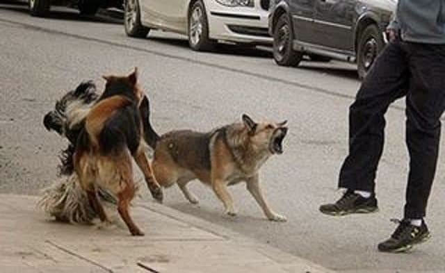 SANTA EUFEMIA: ATAQUES DE PERROS EN LA CALLE