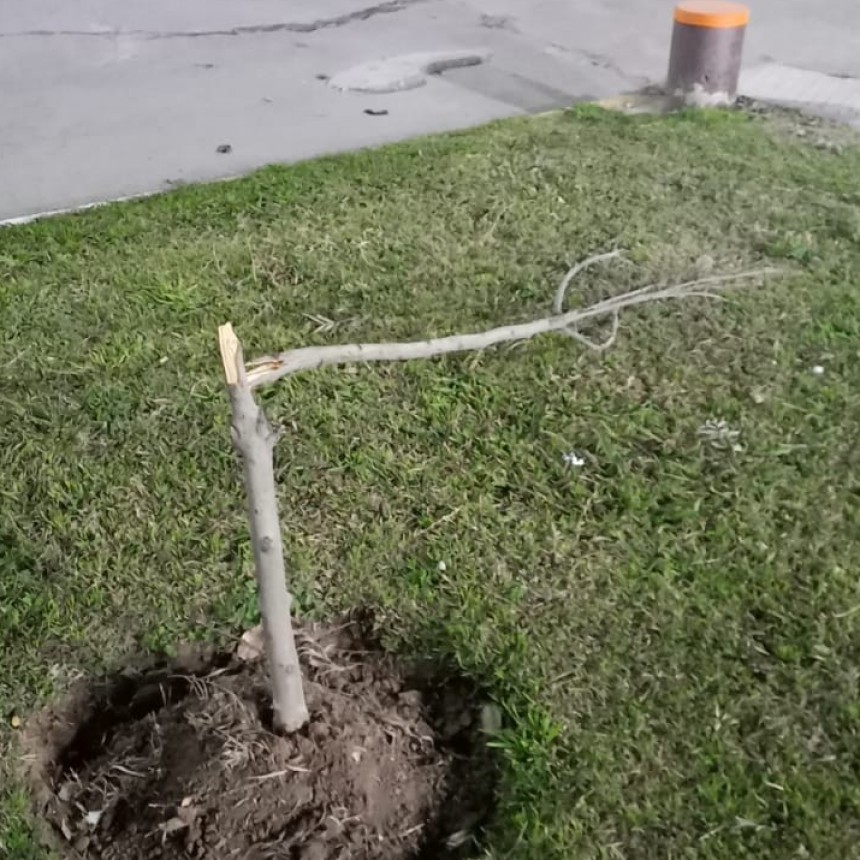 PLANTAS QUEBRADAS AL MEDIO EN LA PLAZA