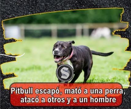 UN PITBULL DESCONTROLADO EN CORRAL DE BUSTOS