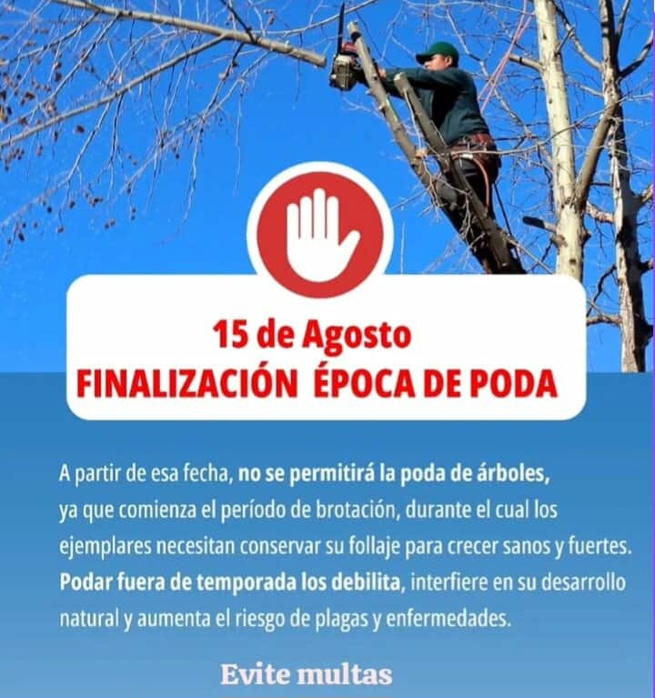 FINALIZA EL PERÍODO DE PODA DE ÁRBOLES