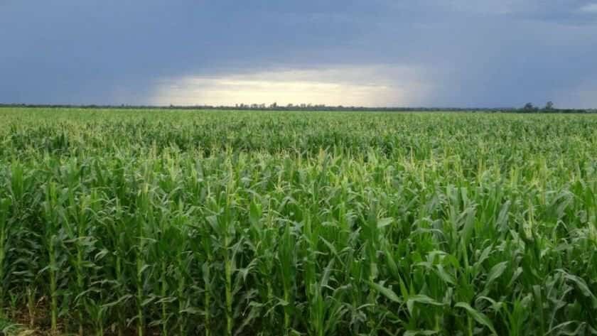BENEFICIOS INESPERADOS DE LAS LLUVIAS DE JUNIO