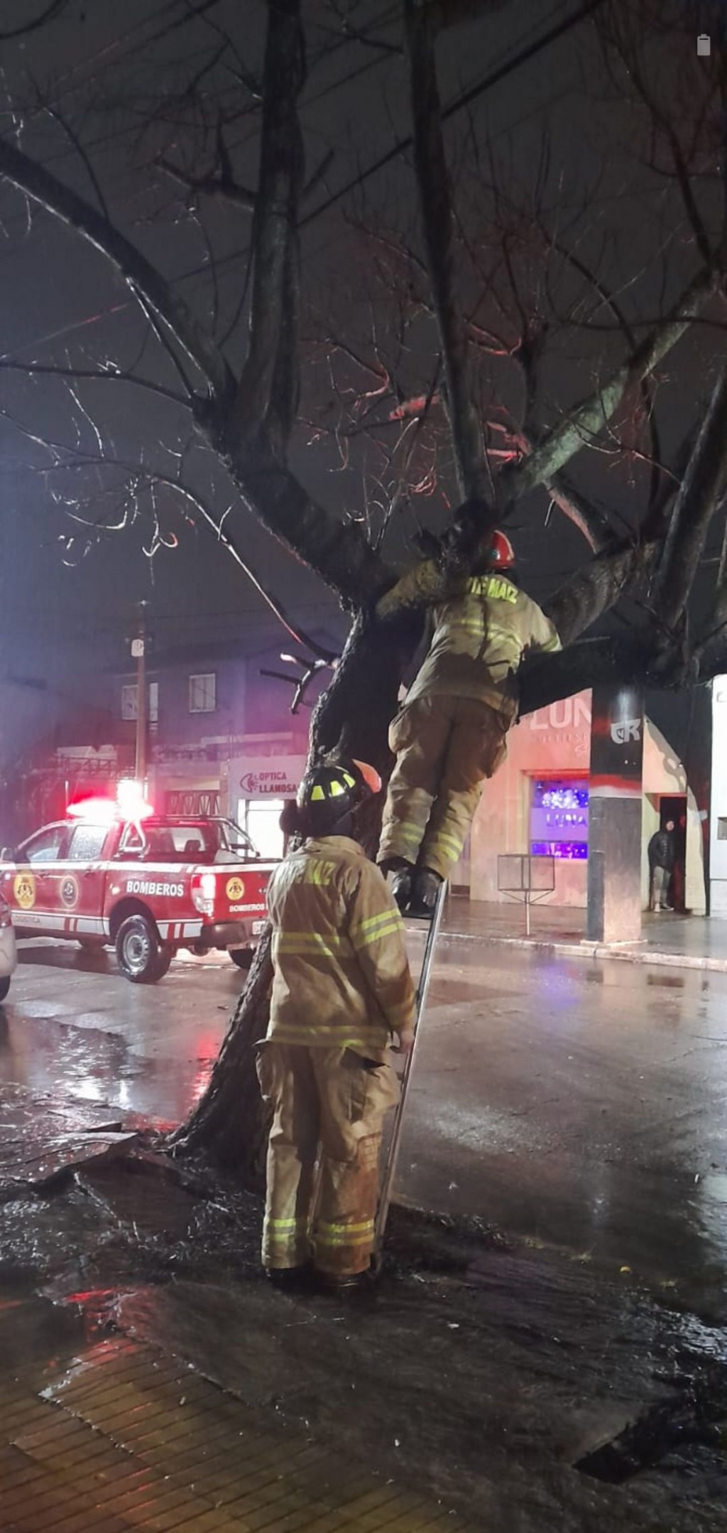 ÁRBOL CON PELIGRO DE CAÍDA