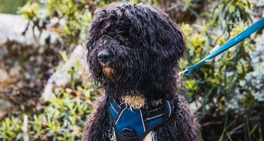 FALTA DE CONTROL EN LAS MASCOTAS OCASIONAN PROBLEMAS