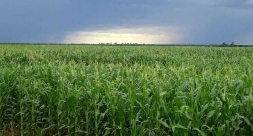 BENEFICIOS INESPERADOS DE LAS LLUVIAS DE JUNIO