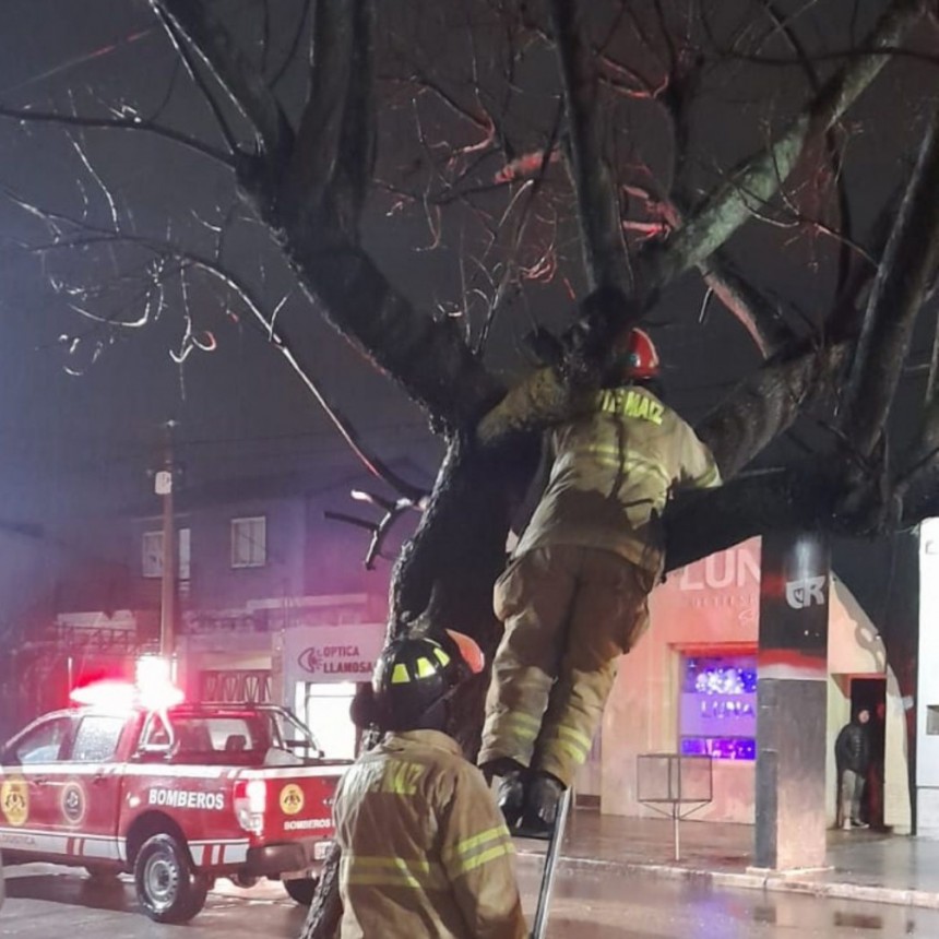 ÁRBOL CON PELIGRO DE CAÍDA