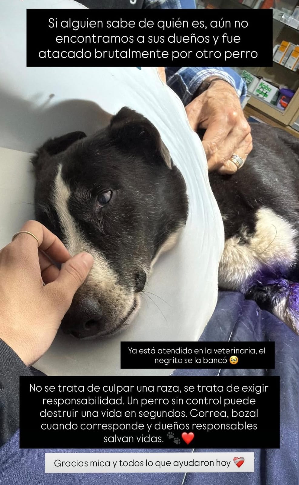 BRUTAL ATAQUE DE UN PITBULL A UN PERRO MESTIZO