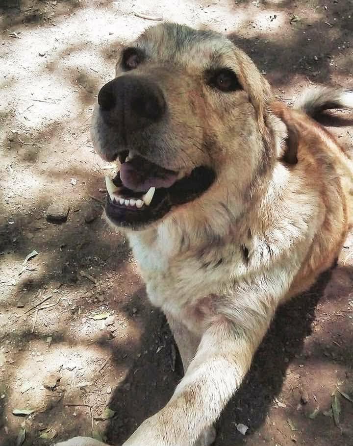 JUSTINIANO POSSE: POSIBLES CASOS DE PERROS ENVENENADOS