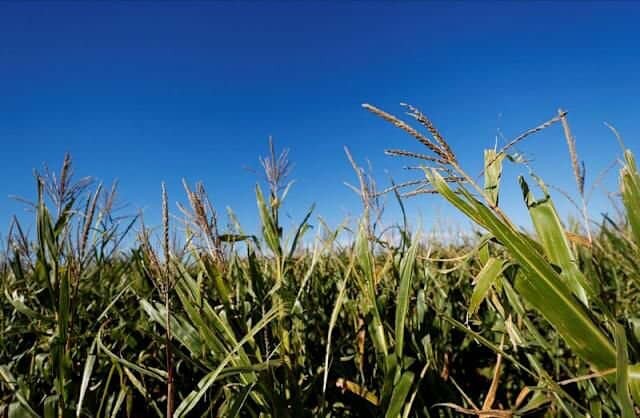 LLUVIAS RECORD EN AGOSTO BENEFICIAN CULTIVOS DE INVIERNO