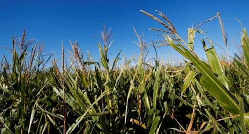 LLUVIAS RECORD EN AGOSTO BENEFICIAN CULTIVOS DE INVIERNO