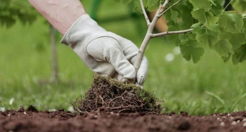 FORESTACIÓN EN ACCESO ESTE
