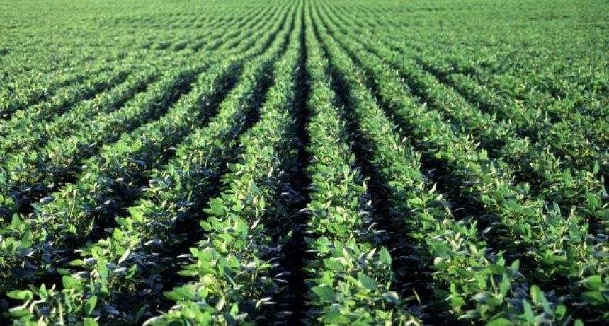 CONINAGRO SE EXPRESÓ SOBRE LAS MEDIDAS DEL GOBIERNO