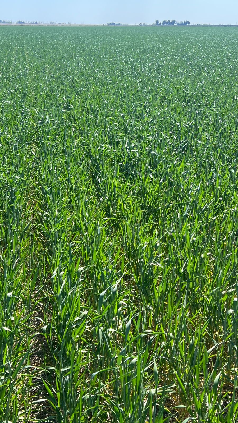 LA LLUVIA SIEMPRE ES BIENVENIDA PARA EL CAMPO