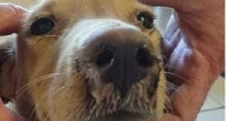 BROTE DE MOQUILLO EN LA REGIÓN