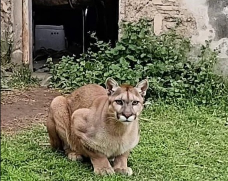 UN PUMA EN LOS SURGENTES